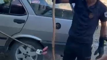 Park halindeki otomobile giren yılan paniğe neden oldu
