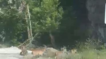 Malatya’da yaban keçileri karayolunda görüntülendi