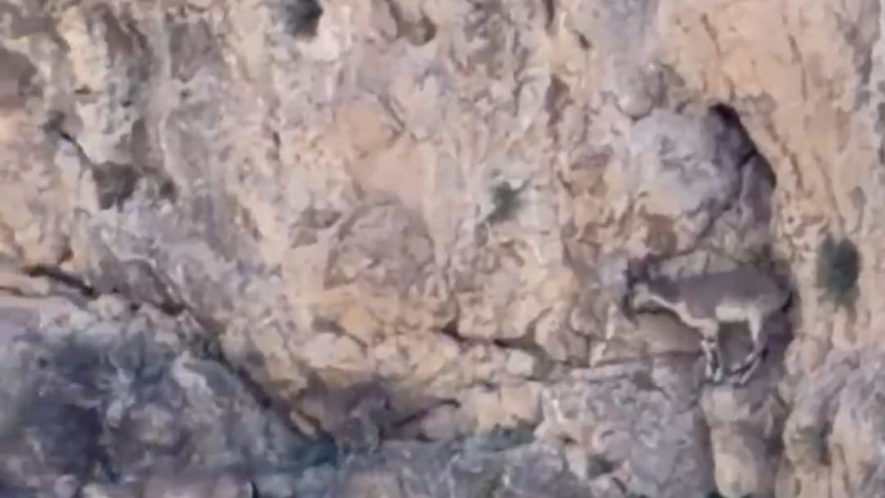 Malatya’da yaban keçileri sürü halinde görüntülendi