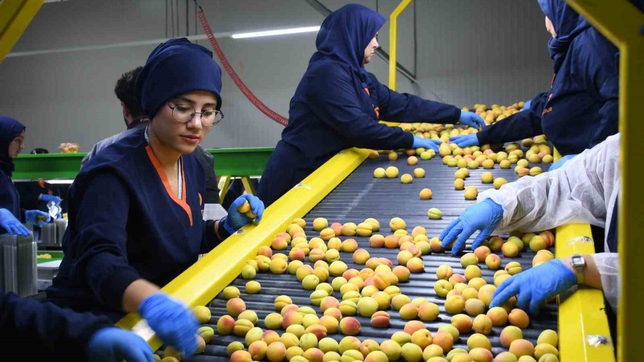Malatya’da yaş kayısı ihracatı başladı